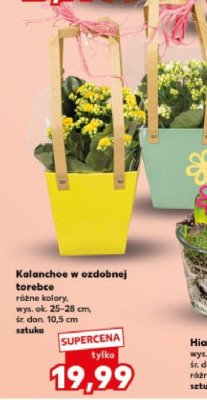 Kalanchoe w ozdobnej torebce promocja w Kaufland