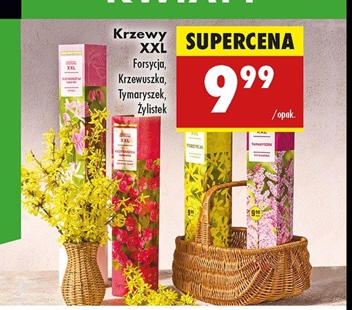 呕ylistek promocja