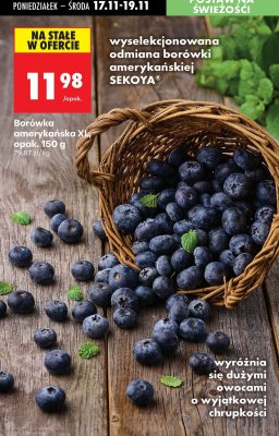 Borówka amerykańska XL Sekoya 150 g promocja w Biedronka