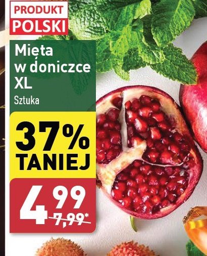 Mięta w doniczce promocja w Aldi