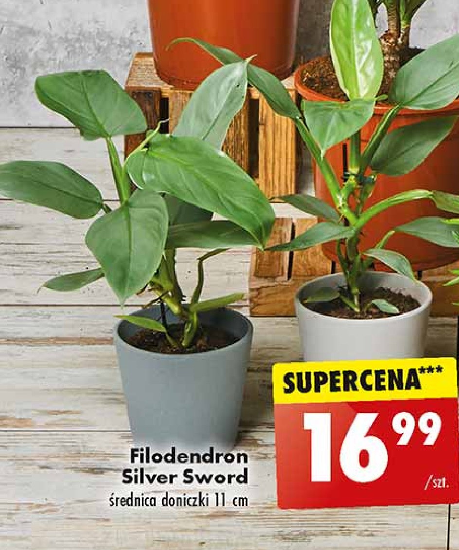 Filodendron silver sword don. 11 cm promocja