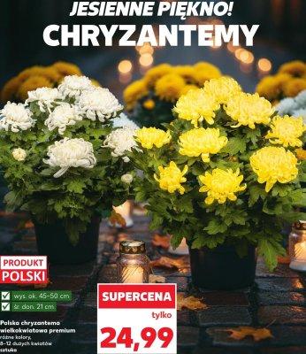 Polska chryzantema wielkokwiatowa premium promocja w Kaufland