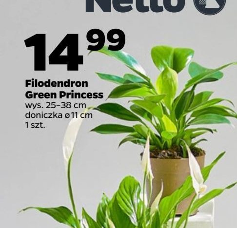 Filodendron promocja w Netto