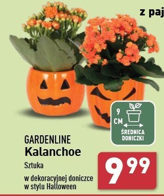 Kalanchoe w ceramicznej doniczce 9 cm GARDEN LINE promocja w Aldi