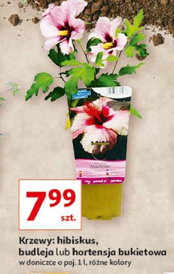 Hibiskus budleja promocja