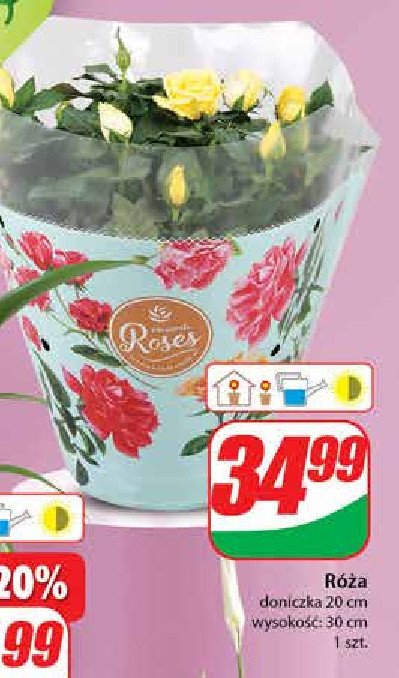 R贸偶a w donicy 30 cm promocja