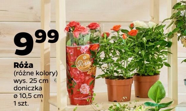 Róża w doniczce 10.5 cm promocja