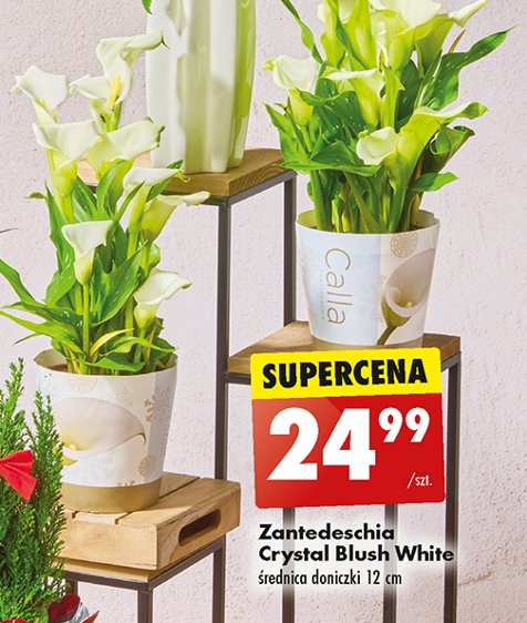 Zantedeschia don. 12 cm promocja w Biedronka