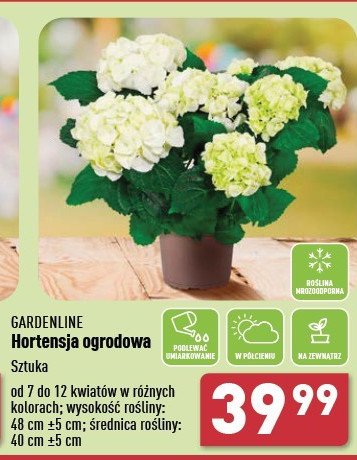 Hortensja 40 cm GARDEN LINE promocja