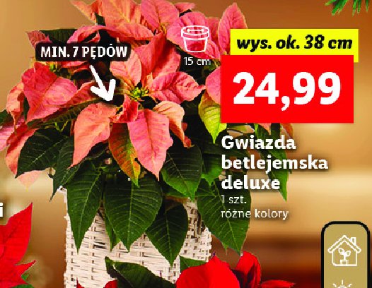 Gwiazda betlejemska deluxe promocja
