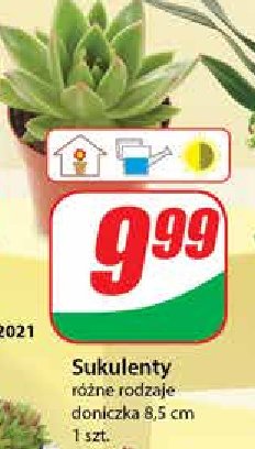 Sukulent w doniczce 8.5 cm promocja