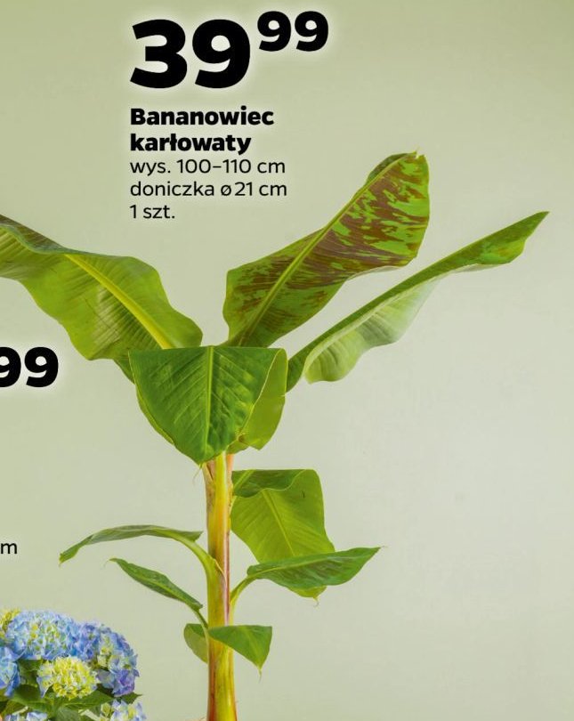 Bananowiec kar艂owaty promocja