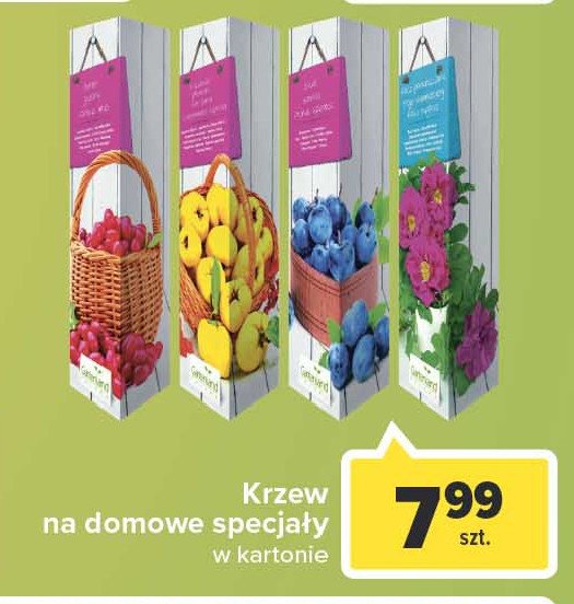 Krzew owocowy winogrono Gartenland promocja