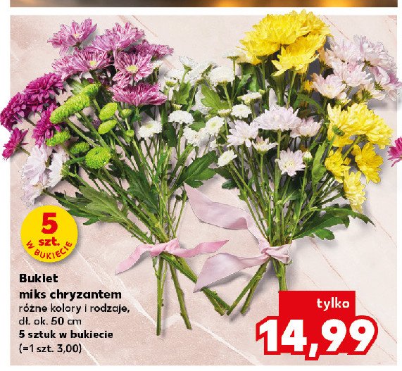 Bukiet chryzantem 50 cm promocja w Kaufland