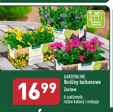 Ro艣liny balkonowe promocja