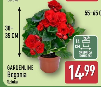 GARDENLINE Begonia Sztuka promocja w Aldi