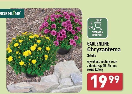 Chryzantema 19 cm GARDEN LINE promocja