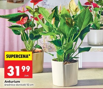 Anturium roślina doniczkowa 12 cm promocja w Biedronka