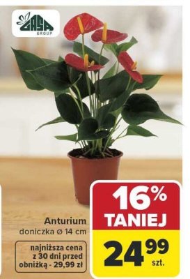 Anturium promocja w Carrefour