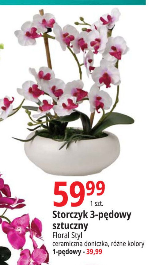 Storczyk 3-p臋dowy w ceramice FLORAL-STYL promocja