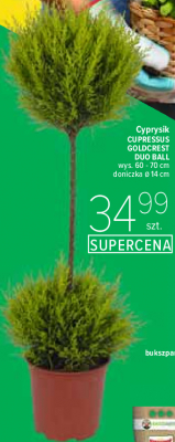 Cyprys gold crest kula 65 cm promocja