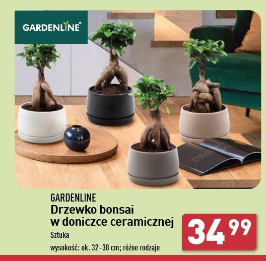 Bonsai 32-38 cm promocja