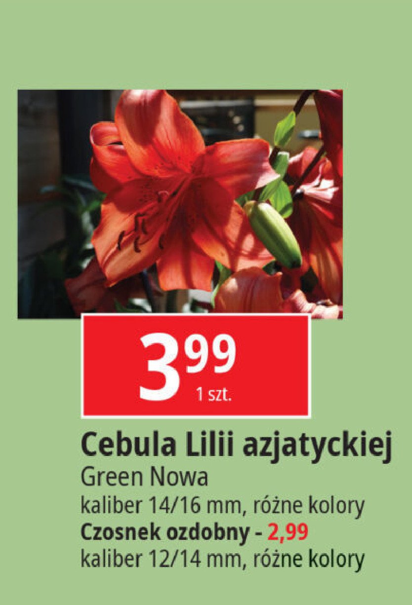 Czosnek ozdobny 12/14 Green nowa promocja