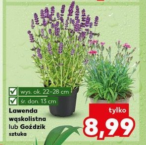 Goździk 13 cm promocja