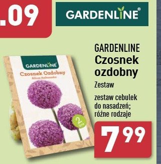 Czosnek ozdobny promocja