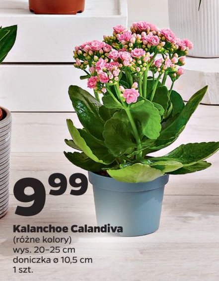 Kalanchoe calandiva śr. 10.5 cm promocja