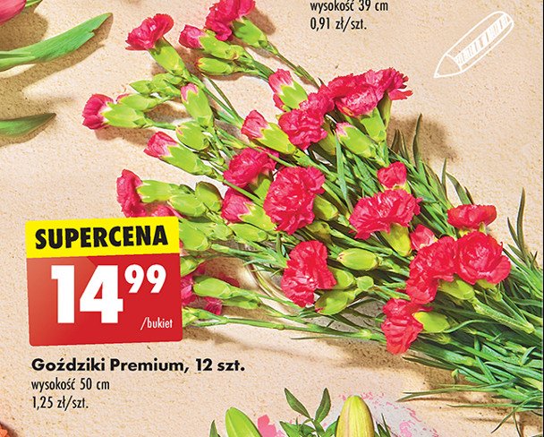 Goździki premium 50 cm promocja