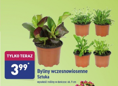 Byliny mix w doniczce 9 cm promocja