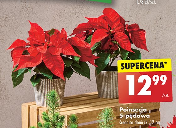 Poinsencja w doniczce 12 cm promocja w Biedronka