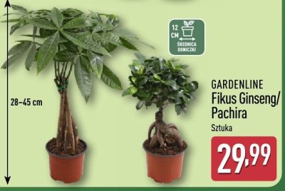 Fikus Pachira  promocja w Aldi