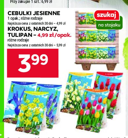 Cebula jesienna: tulipan promocja