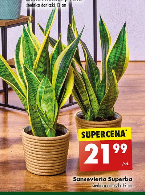 Sansevieria superba promocja