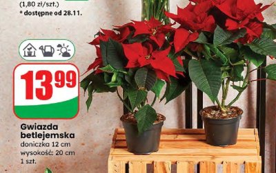 Gwiazda betlejemska promocja w Dino