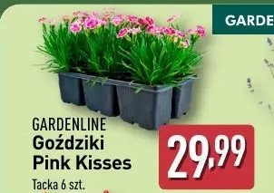 Goździki pink kisses promocja