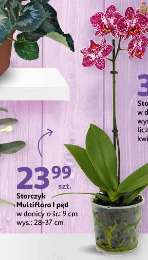 Storczyk multiflora 1 p臋d don. 9 cm promocja