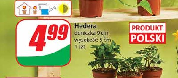 Hadera don. 9 cm promocja