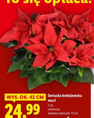 Gwiazda betlejemska maxi czerwona promocja w Lidl