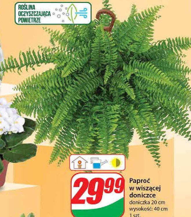 Papro膰 wisz膮ca promocja