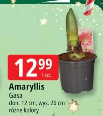 Amaryllis Gasa promocja w Leclerc
