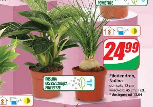 Nolina don. 12 cm promocja