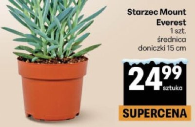 Starzec Mount Everest promocja w Delikatesy Centrum
