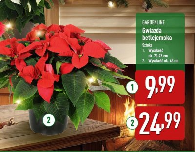 Gwiazda betlejemska wys. ok. 43 cm promocja w Aldi