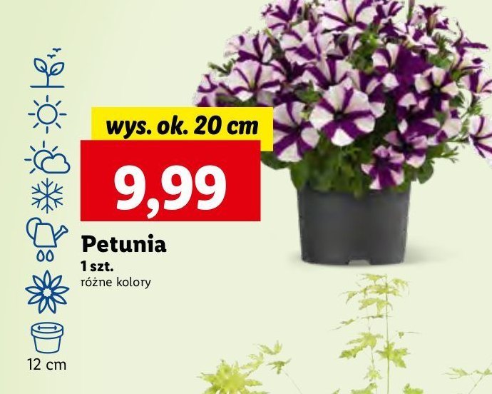 Petunia don. 20 cm promocja