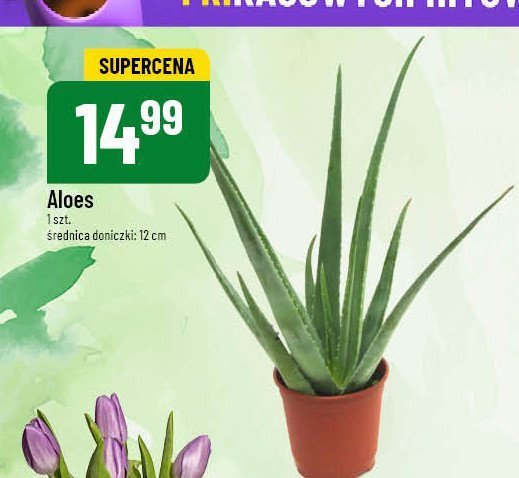 Aloes 12 cm promocja