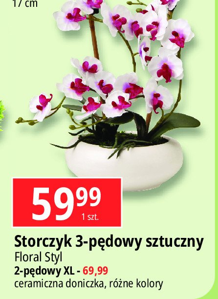 Storczyk 2-p臋dowy xl w ceramice FLORAL-STYL promocja