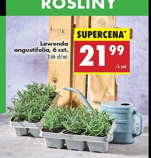 Lawenda angustifolia promocja